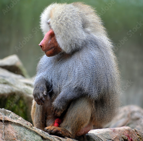 Bilde på lerret Baboons are Old World monkeys belonging to the genus Papio, part of the subfamil
