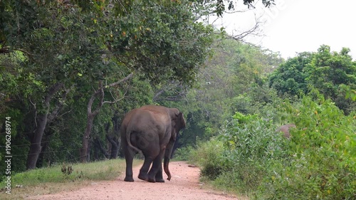 Majestic Wild Elephant Bull with Impressive Tusks Foraging in National Park.