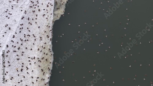 Aerial Vistula River ice water winter ducks Poland overhead 4K. Winter season cold arctic temperatures, ice flows and dangerous ice jams. Longest river in Poland. To Baltic Sea. Transportation.