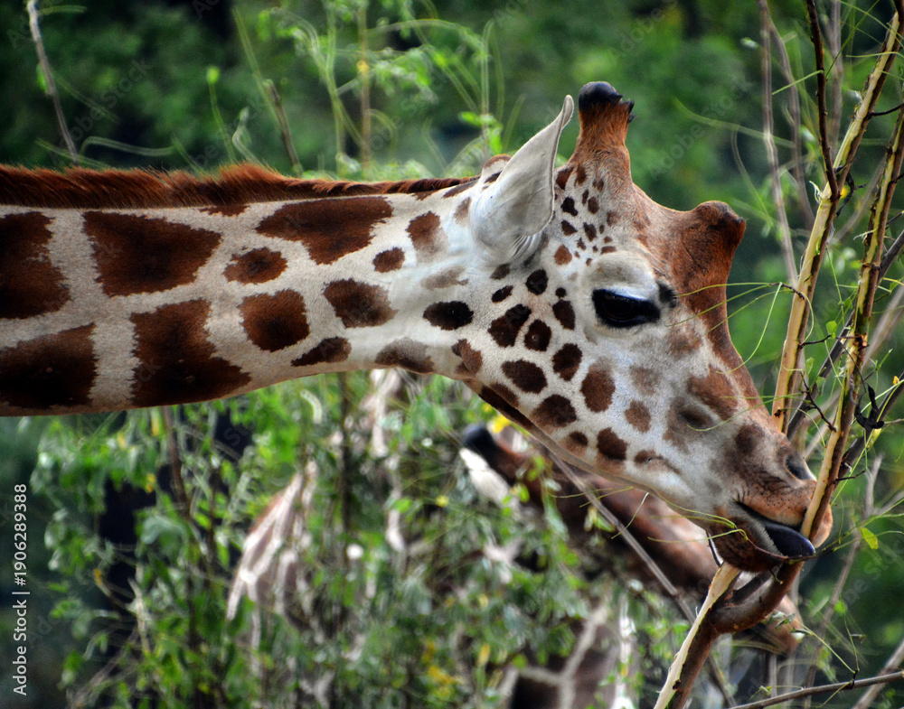 Fototapeta premium The giraffe (Giraffa camelopardalis) is an African even-toed ungulate mammal, the tallest of all extant land-living animal species, and the largest ruminant.