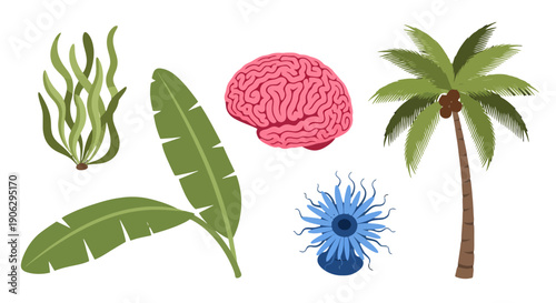 Diverse Flat Vector Illustrations Brain Palm Tree Seaweed Banana Leaves Blue Flower.