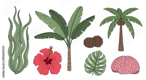 Handdrawn tropical plants fruits seaweed and human brain illustration set.