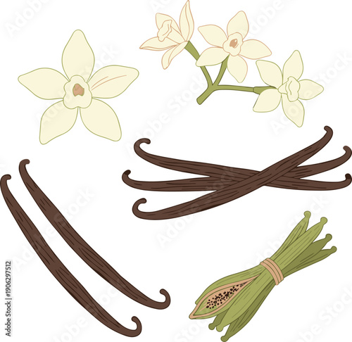 Vanilla Beans and Orchid Flower Set Isolated on White Background Flat Vector Illustration
