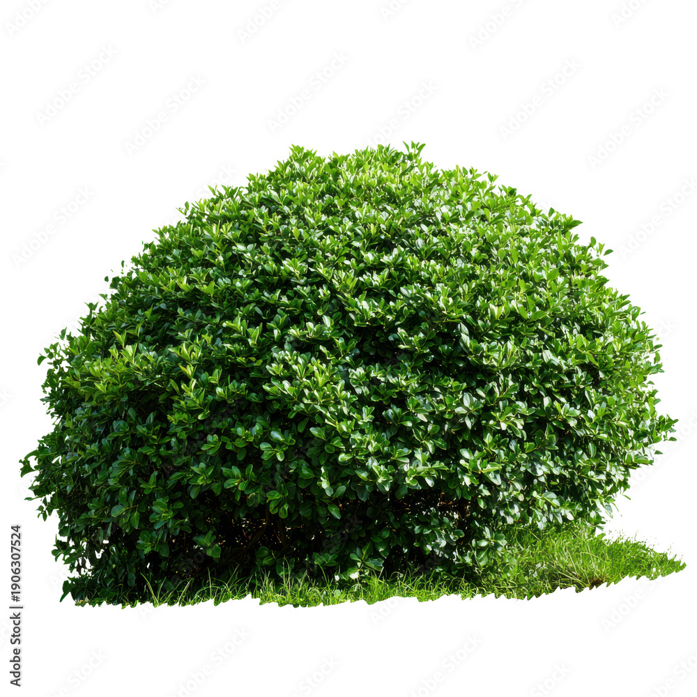 Obraz premium Round Green Bush with Grass Isolated on Black Background plant foliage, Png Isolated On White, Transparent Background