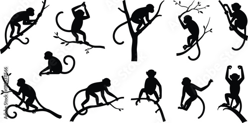 Monkey silhouettes climbing branches, swinging jumping poses, primate jungle wildlife actions, black animal silhouette vector illustration set