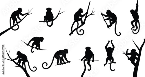 Monkey silhouettes set, climbing jumping swinging primate poses, wild animal behavior, jungle wildlife collection, black isolated vector illustration