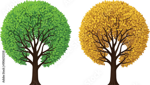 Seasonal tree illustration showing green summer foliage and golden autumn leaves, natural deciduous trees comparison in detailed flat vector style for nature and environment design