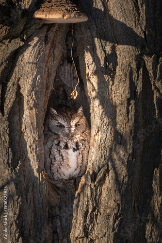 eastern screech owl gray morph