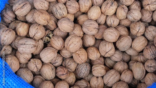 Harvesting walnuts in an orchard during the fall season