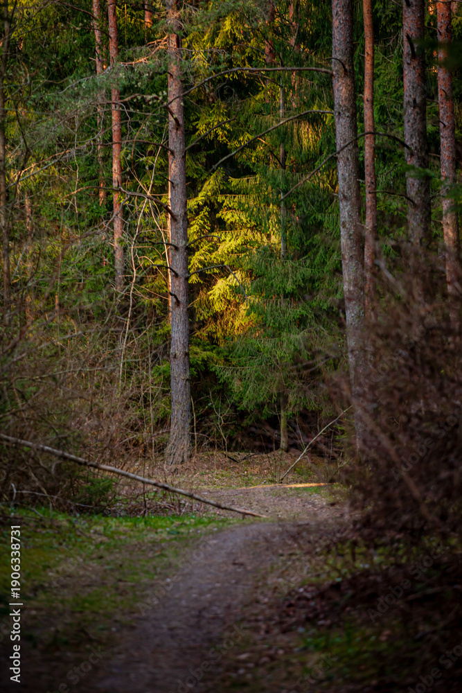 Naklejka premium A tranquil path leads into a lush forest where sunlight dances on the vibrant foliage