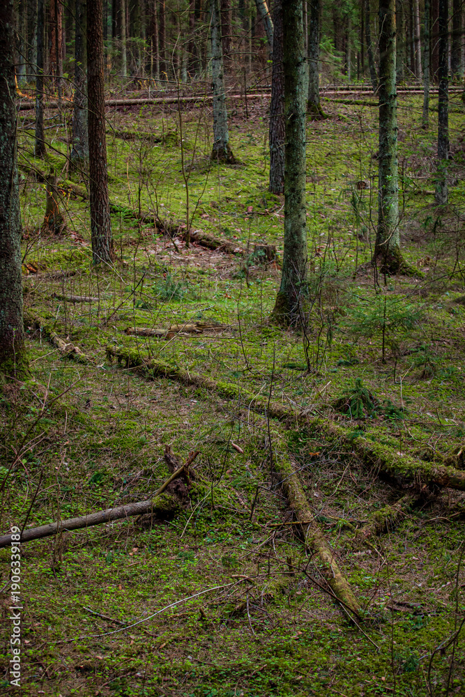 Naklejka premium Green moss covers the forest floor, with fallen logs and slender trees creating a serene atmosphere