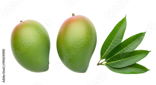 Two green mangoes with leaves  fresh tropical fruit  healthy eating  organic produce  exotic  sweet  juicy  raw  unripe  green skin  red blush  mango leaves transparent background