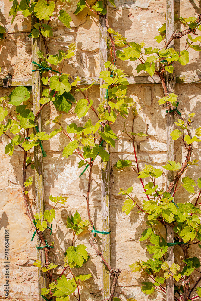 Fototapeta premium Green leaves of grapevines embrace wooden supports, creating a serene atmosphere in a sunny garden