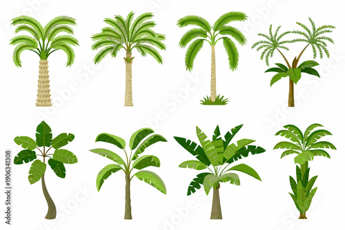 Collection of various tropical palm trees and lush green foliage