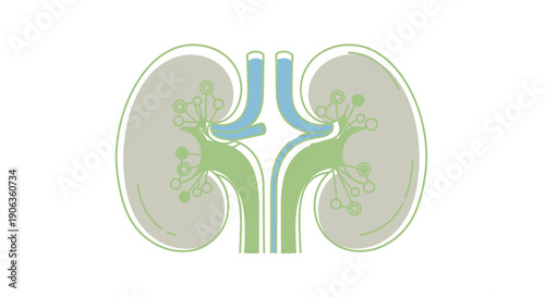 Illustration of human kidneys anatomy with detailed renal structure and urinary tract from a medical viewpoint 1 (14).eps