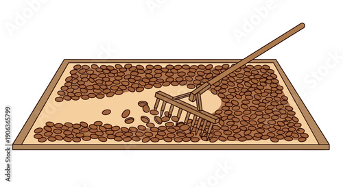 Vector illustration depicting the agricultural process of spreading and drying raw coffee beans on a large tray using a rake, isolated on a white background.