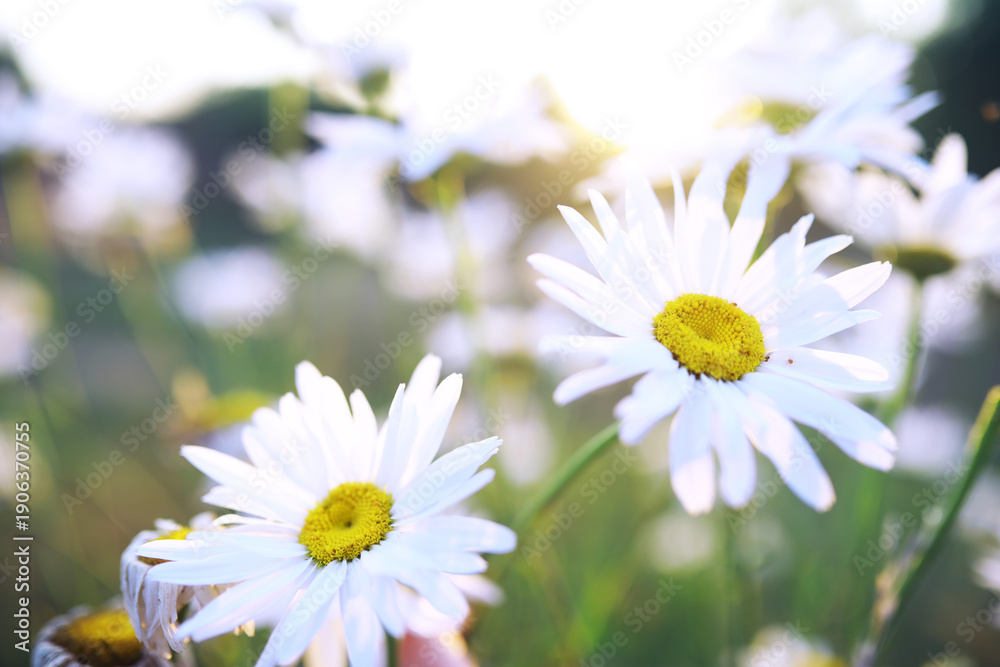 Fototapeta premium Plants and flowers macro. Detail of petals and leaves at sunset. Natural nature background.