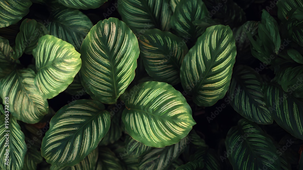Obraz premium Lush Green Calathea Orbifolia Leaves with Distinctive Striped Patterns.