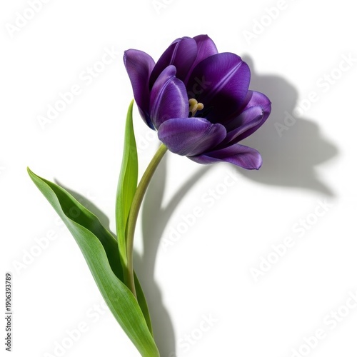 Purple Tulip's graceful presentation: A singular, vibrant purple tulip, presented in sharp detail, is a testament to the exquisite beauty found in nature's artistry.