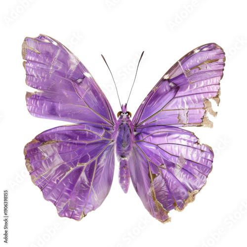 An exquisitely detailed purple butterfly specimen on a black background