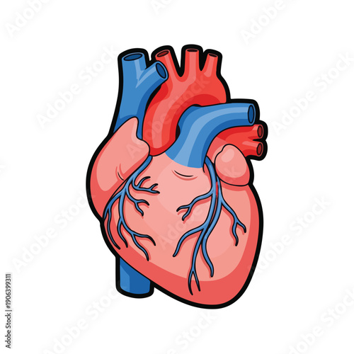 A cartoon-style illustration of a human heart