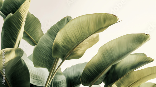 Large banana leaves stretch upward, displaying vibrant green shades in a serene setting Generative AI