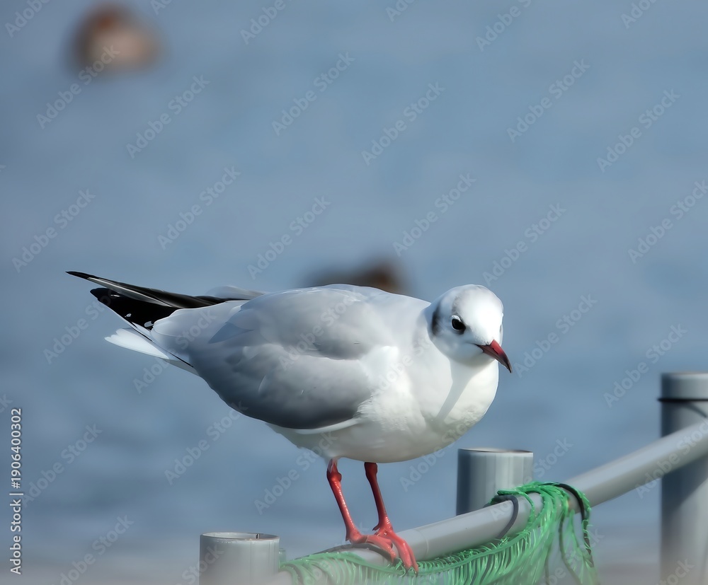 Obraz premium 柵にとまる冬のユリカモメ