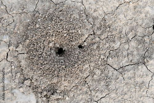 Schilderij op canvas Aerial view of an anthill entrance on dry, cracked earth