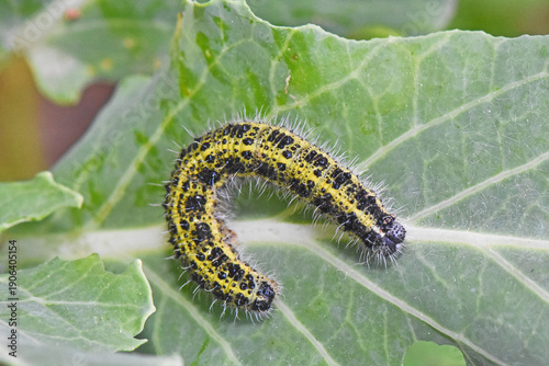 Macro of a Large White butterfly caterpillar (Pieris brassicae) on a green leaf. Detailed view of the yellow and black larva crawling on a cabbage plant in a garden.