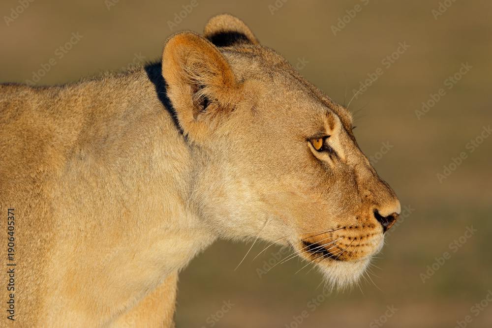 Fototapeta premium Portrait of an African lioness (Panthera leo), Kalahari desert, South Africa