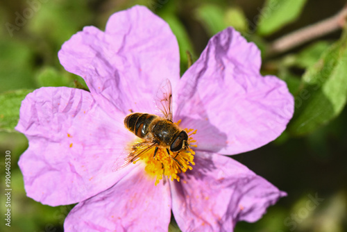 Tableau sur toile Macro view of a hoverfly (Syrphid bee mimic) feeding on a pink Rockrose (Cistus) flower, highlighting natural pollination and Mediterranean garden biodiversity