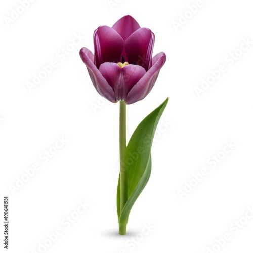Elegant Purple Tulip: A solitary, vibrant purple tulip stands tall, its petals fully bloomed, showcasing its delicate form and rich color. A symbol of spring's beauty.