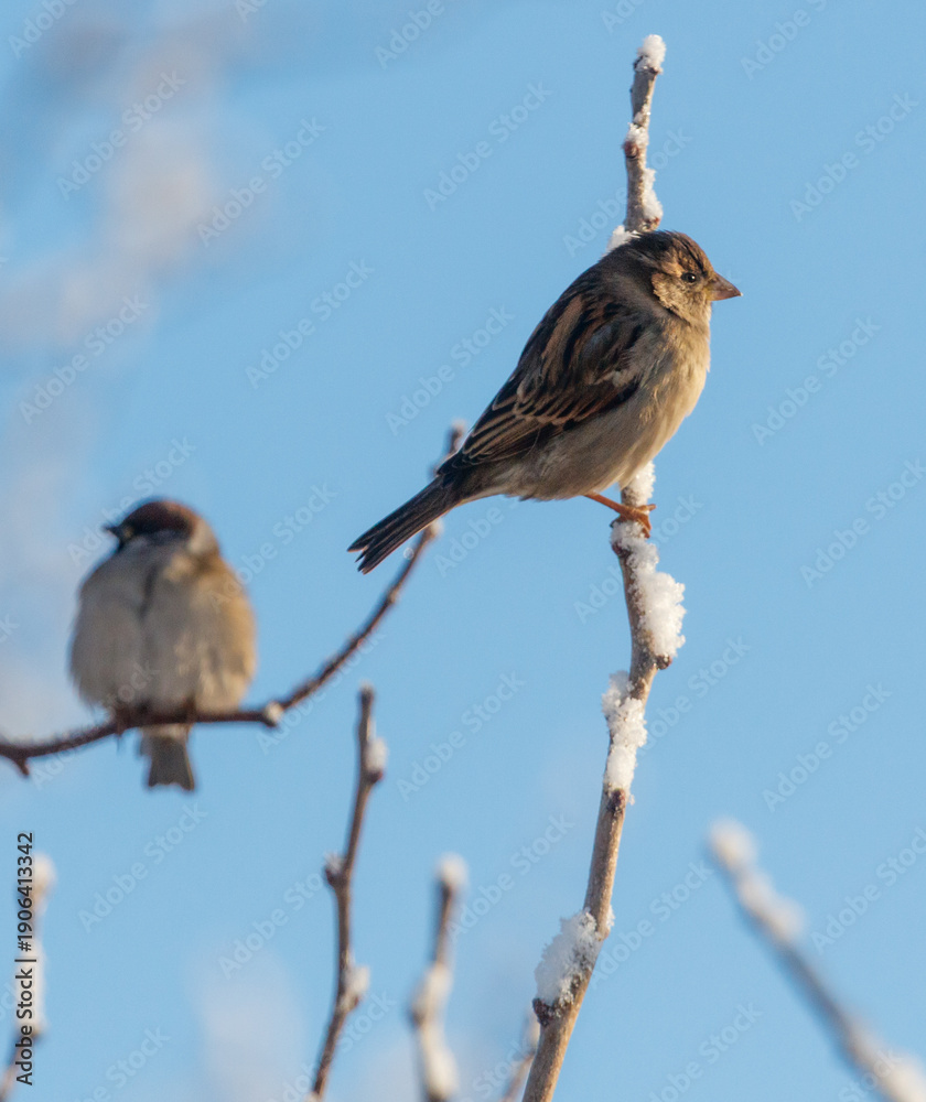 Naklejka premium Two birds are sitting on a branch