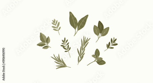 Collection of Various Herb Leaves and Sprigs.
