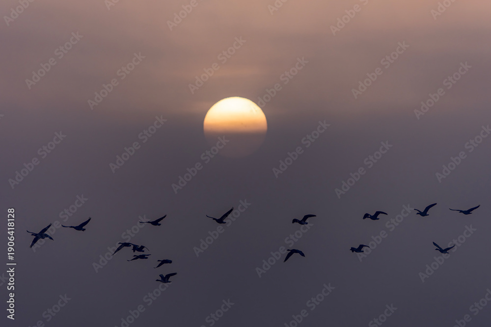 Fototapeta premium A flock of birds flying in silhouette across a hazy sunset sky with the sun partially veiled by mist. Peaceful natural scene capturing migration, freedom, and the beauty of dusk with warm tones and so