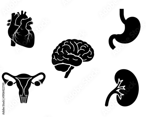 Black silhouette vector icons set of human internal organs including heart brain and stomach