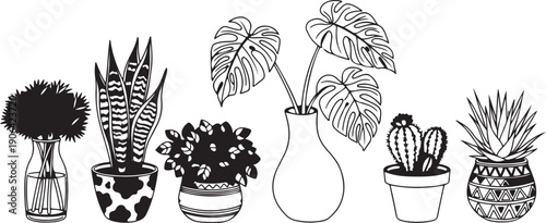 Black and white of various potted plants and vases line cactus