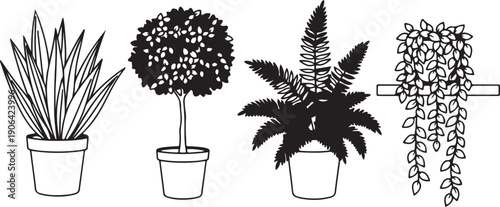 Four potted plants in black and white plant pots leafy plants fern