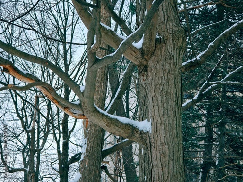 Tree branches covered with snow after fresh snowfall