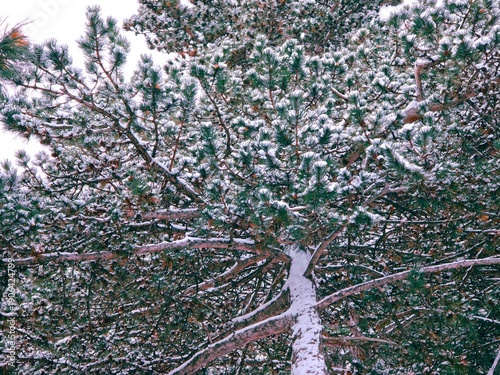 Tree covered with fresh snowfall