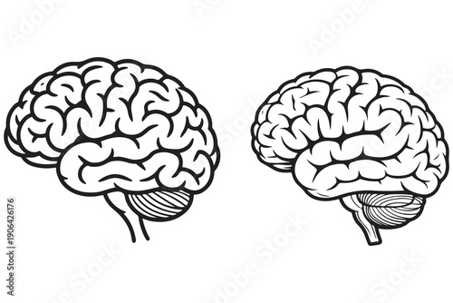 Human brain outline illustration anatomy science education concept
