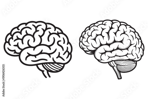 Human brain outline illustration anatomy science education concept
