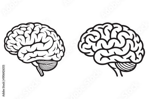 Human brain outline illustration anatomy science education concept

