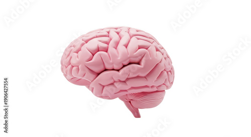 Human brain 3d model pink color isolated on transparent background