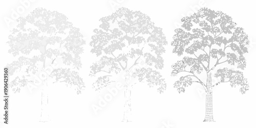 A grayscale depiction of three trees progressing from faint to detailed