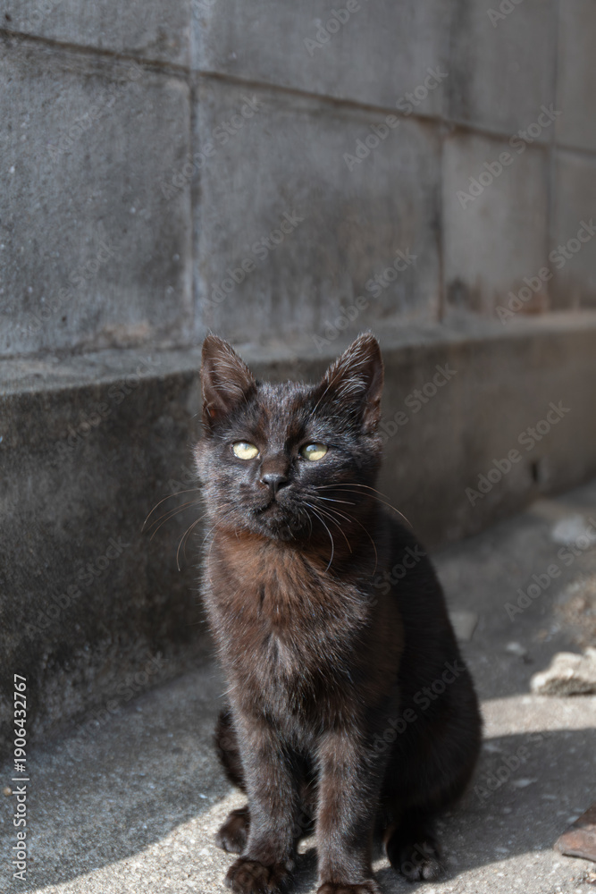 Obraz premium 座って見つめる可愛い子猫