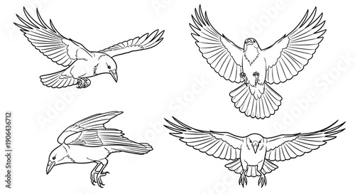 Four birds illustrated in different flying positions on a white background canvas