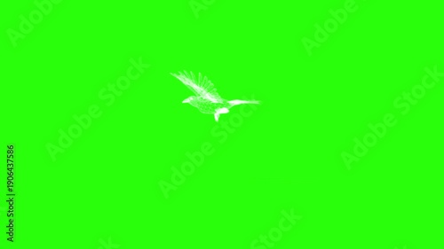 Birds flying in the sky or moving with green screen or chroma key video clip motion background