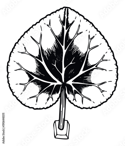 Stylized monochrome woodcut illustration of a broad plant leaf with radiating veins and a distinct outline, suitable for historical botanic studies or traditional nature inspired designs.