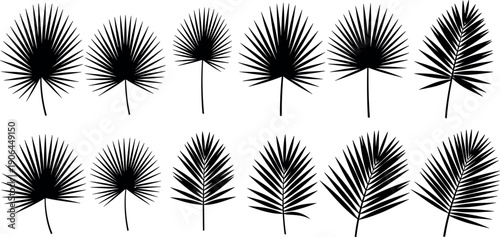 Silhouette Black Palm Leaf Collection, Tropical Jungle Foliage Set on White Background, Nature Vector Icons